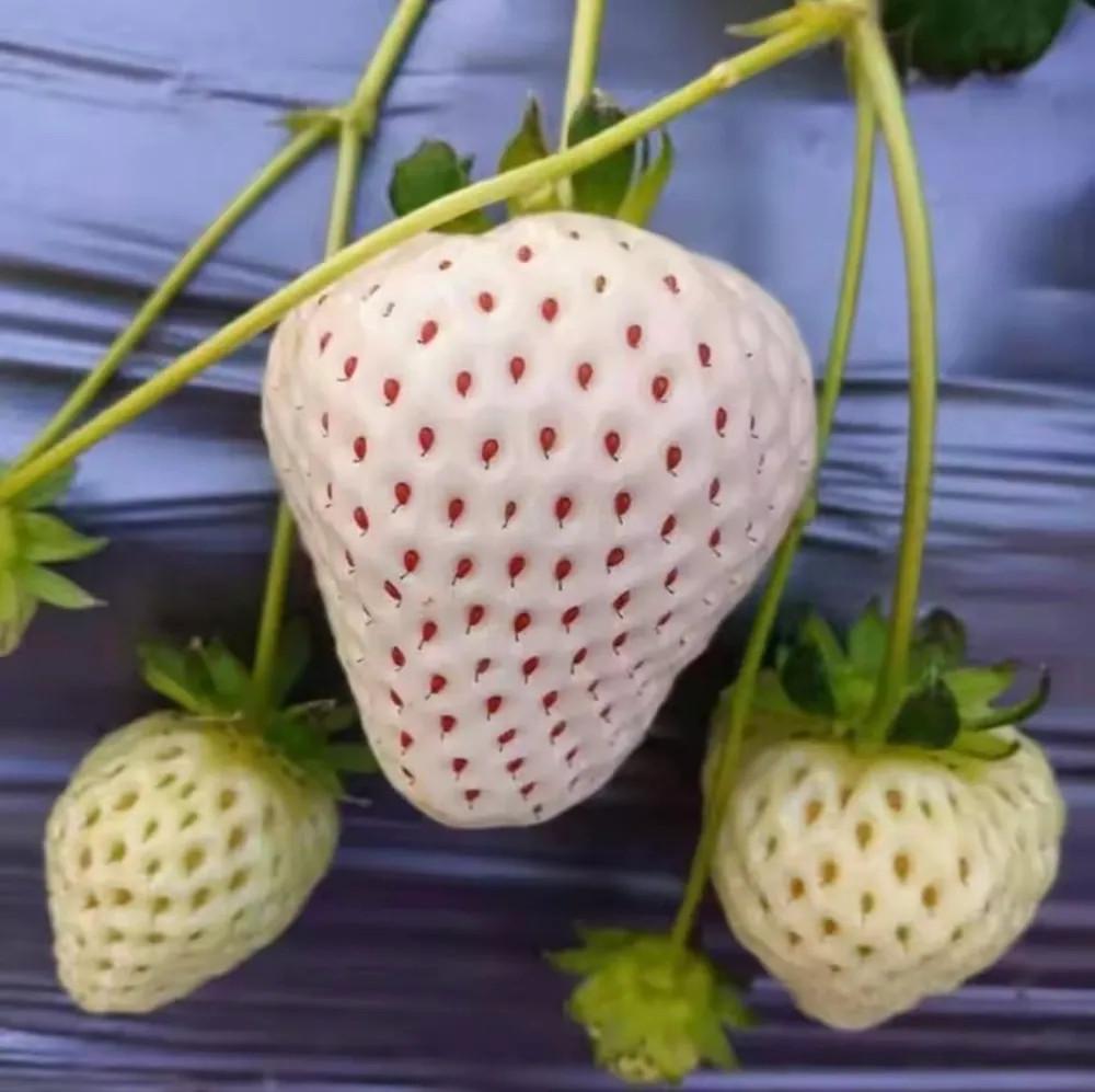 Семена комнатной ремонтантной кремово-белой клубники сорта Datian Sweet Ананасная 100 шт.