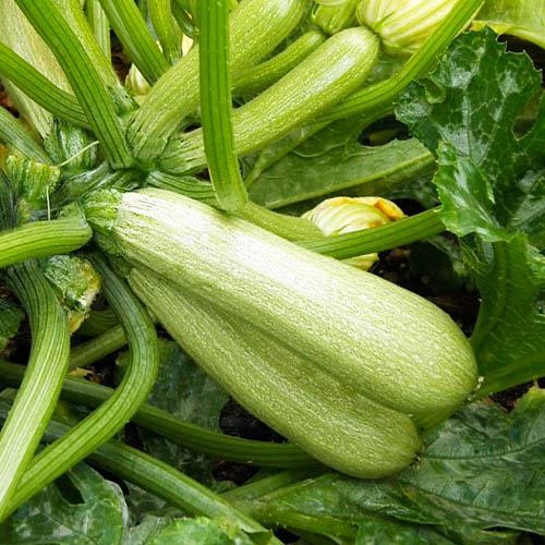 Семена Кабачок Florium Аймаран F1 (6659) - фото 2 Семена Кабачок Florium Аймаран F1 (6659) - фото 2