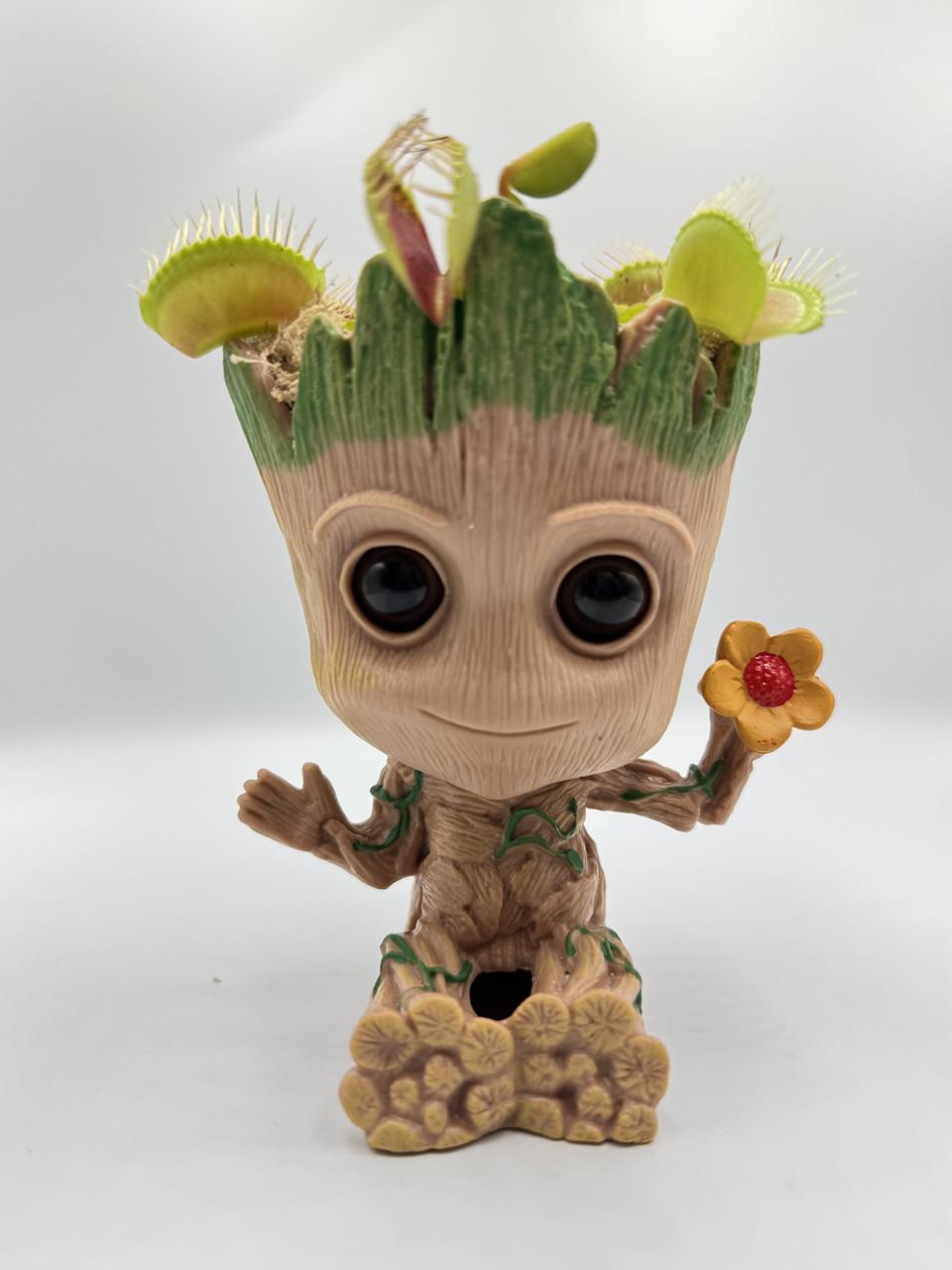 Венерина мухоловка Dionaea muscipula з грунтом для пересадки