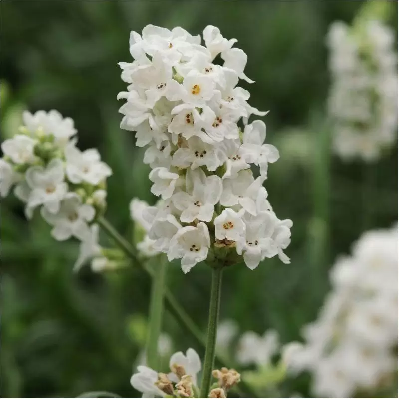 Семена цветов Лаванда узколистная ELLAGANCE SNOW Kieft Seed 25 шт. (BN04347 4)