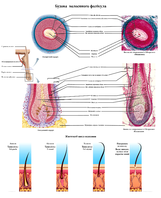 Анатомічний плакат Будова волосяного фолікула 52х67 см (0086)