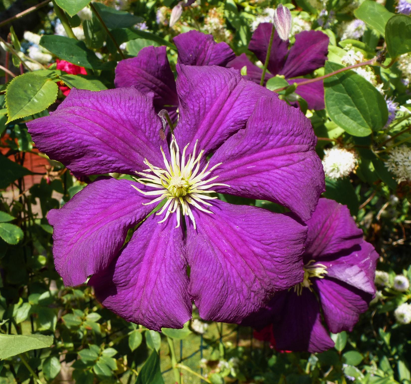 Клематис Этуаль Виолет Etoile Violette в горшке 5 шт. (38295522)
