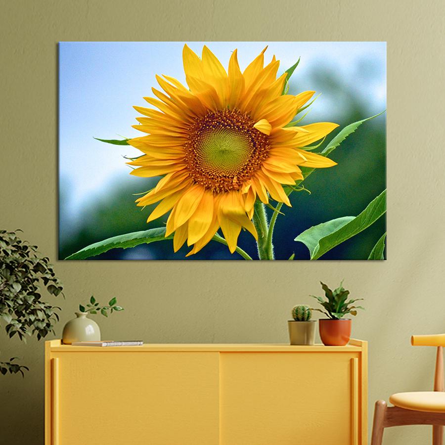Картина цветы и растения Цветок подсолнечника 51x34 см (A989-1)