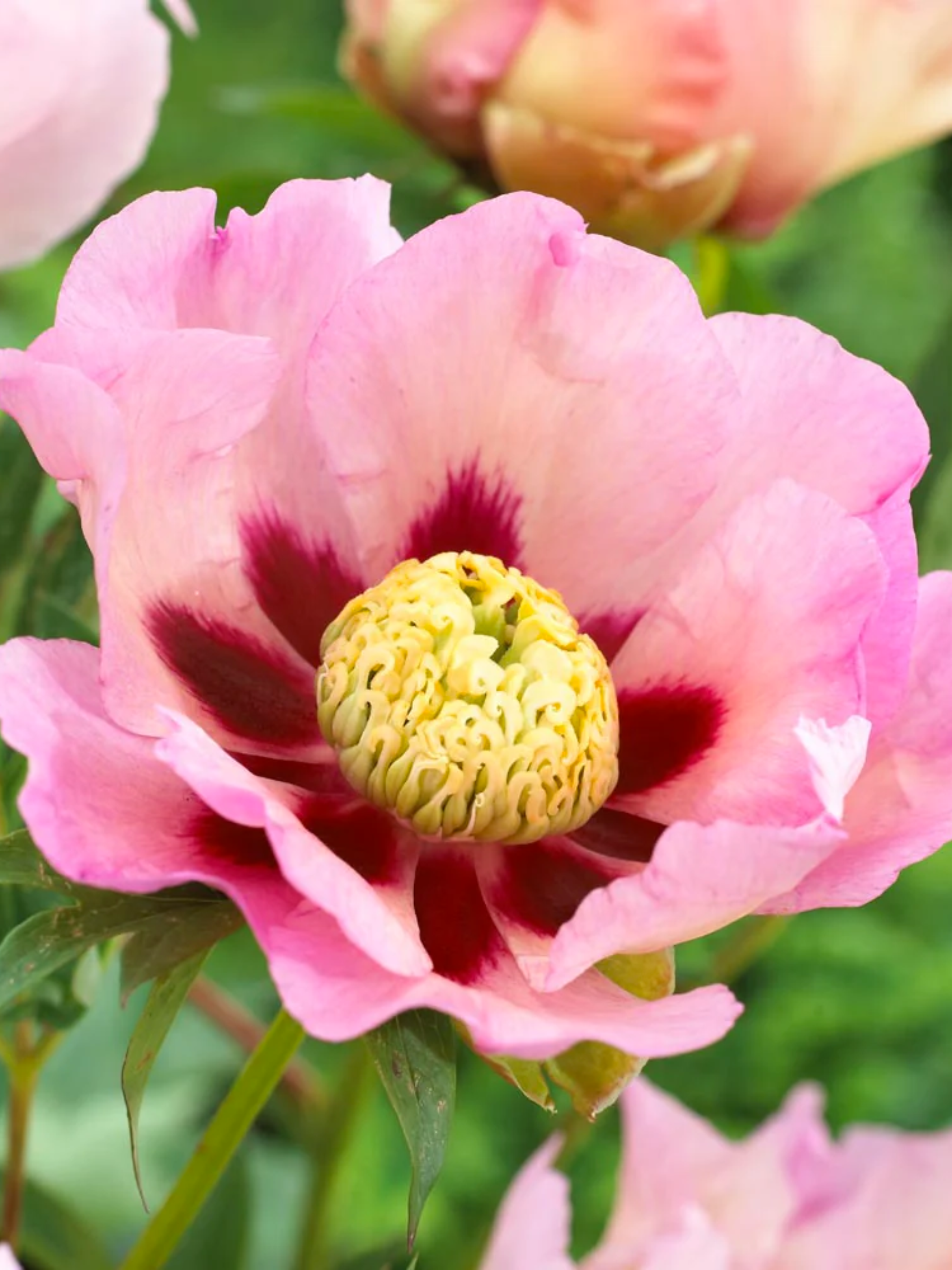 Пион ITOH Pastel Splendor 1 шт. (4563)