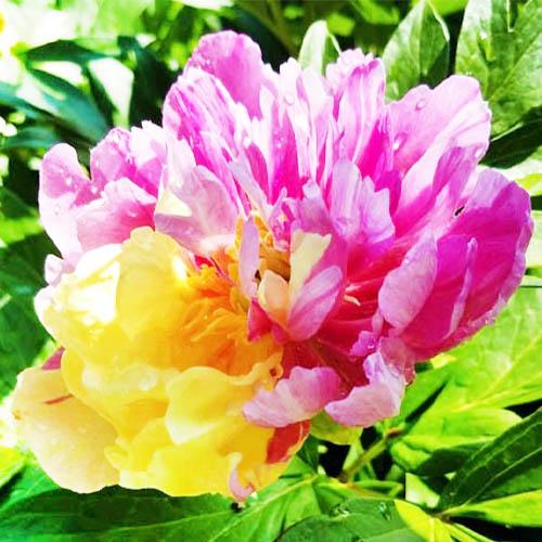 Пион Florium ITOH Lemon Dream (9700)