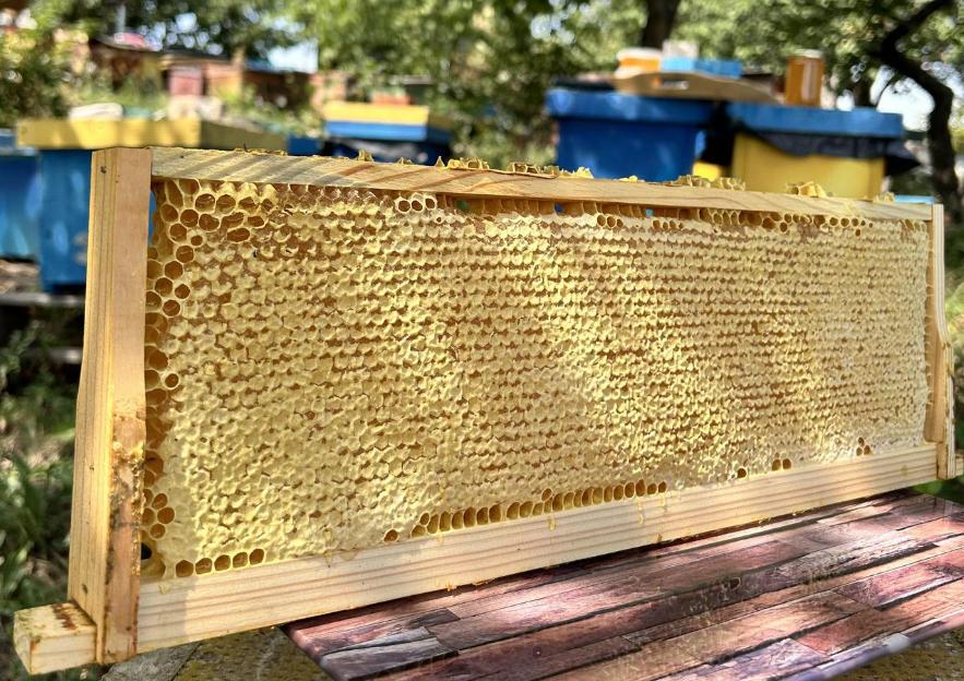 Рамка Соты меда Разнотравье/подсолнечник 2025 г. (2689763298)