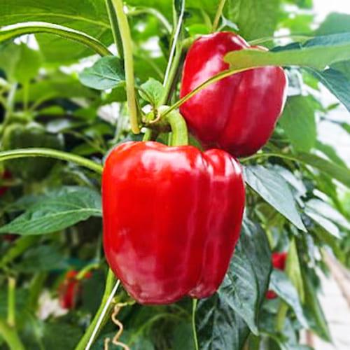 Семена Перець Florium Клаудіо F1 (15903) Семена Перець Florium Клаудіо F1 (15903)