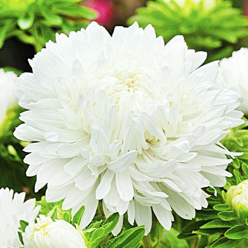 Семена Астра Florium Красавица Тянь-Шаня (17450)