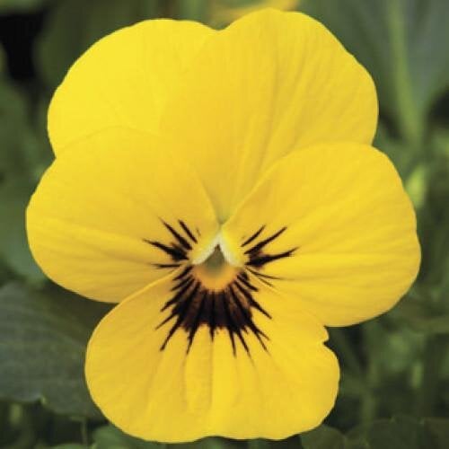Семена цветов Виола рогатая Syngenta Penny Yellow Blotch 25 шт. (BN03745-4)