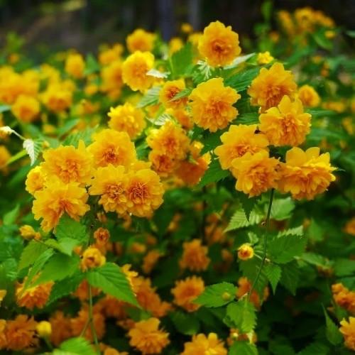 Керія японська махрова Pleniflora горщик р9 (2098738704)
