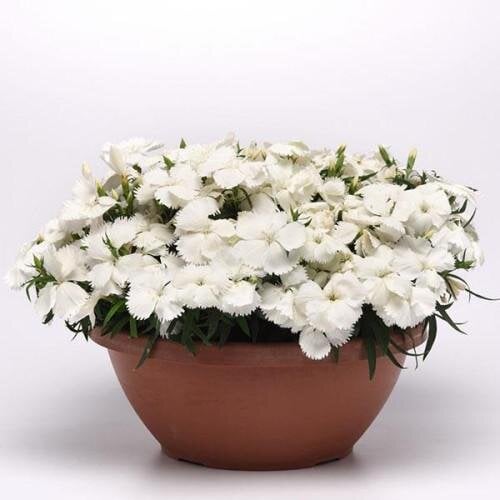 Семена цветов Гвоздика гибридная PanAmerican Coronet WHITE 25 шт. (BN08594-3)
