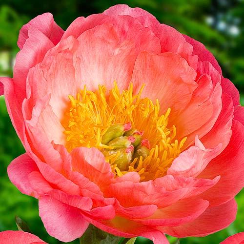 Пион Florium Coral Sunset (3763)