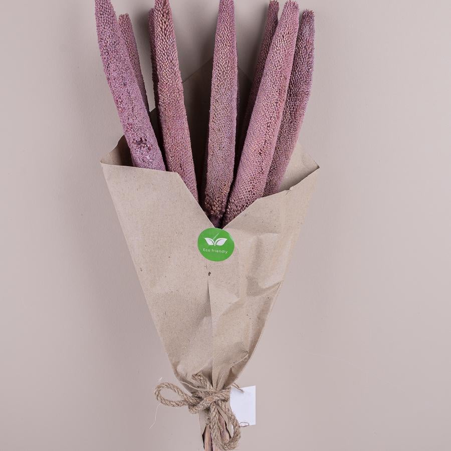 Сухоцвіт babala (ST00194)