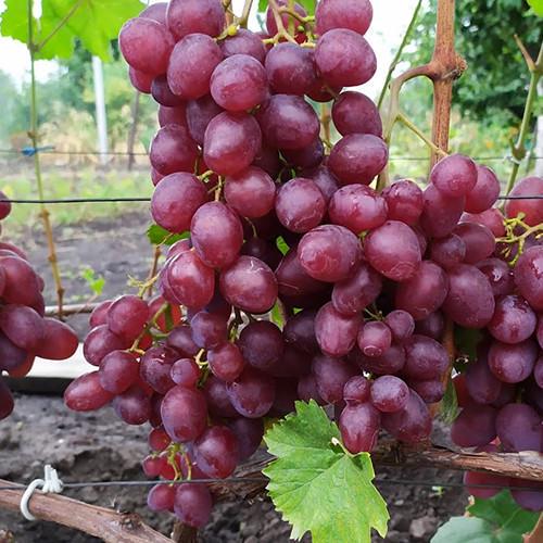 Саженцы винограда Красная Планета черенкованный 2-летний (2928201348)