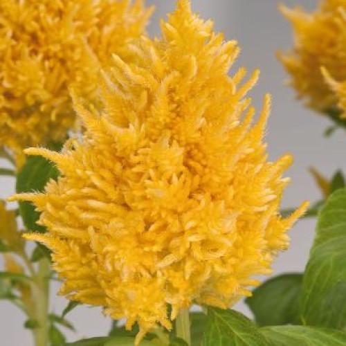 Семена цветов Benary Целозия перистая Glorious Yellow 50 шт. (BN08563-3)