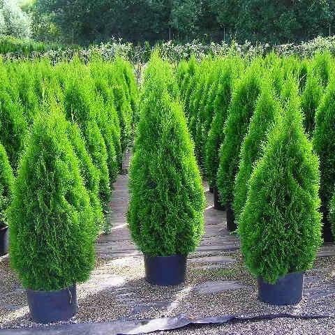 Саженец туи западной Thuja occidentalis Smaragd 3-х летняя С1.5 (1418107012)