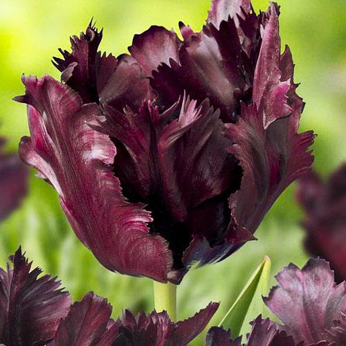 Тюльпан Florium Black Parr (3317) Тюльпан Florium Black Parr (3317)