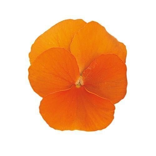 Семена цветов Виола рогатая Sakata Grandissimo Clear Orange 25 шт. (BN07187-4)