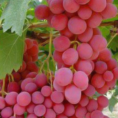 Саджанець Виноград Троянда Червона кишміш ранньо-середній термін дозрівання має тривалий термін зберігання ягід (48707)