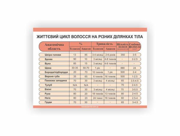 Плакат Vivay Жизненный цикл волос на разных участках тела 60х80 см (25602604)