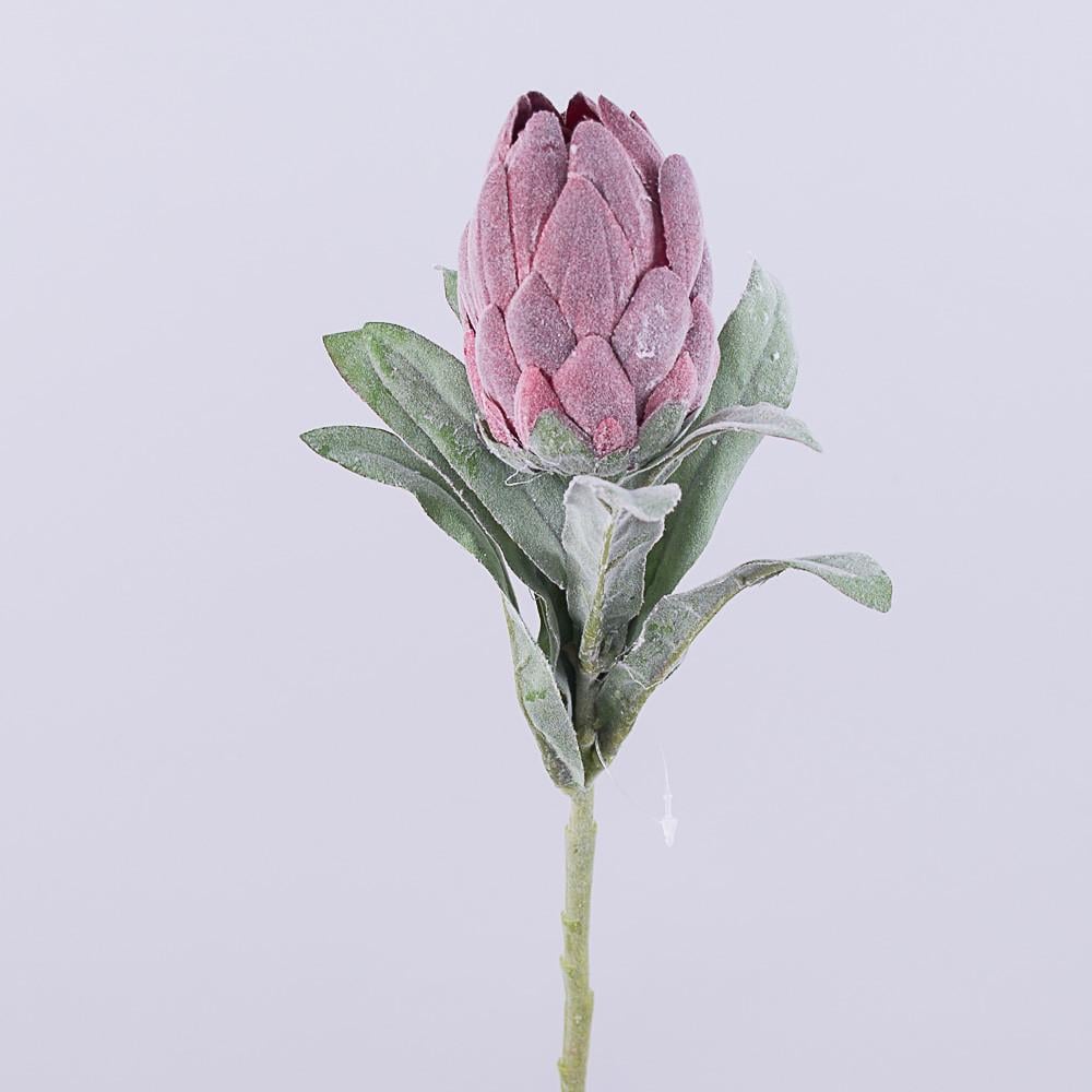 Протея фиолетовая