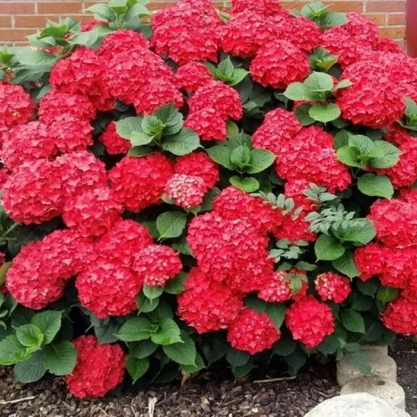 Саженец гортензии крупнолистной Hydrangea macrophylla Hot Red Р9 (1904451864) - фото 2