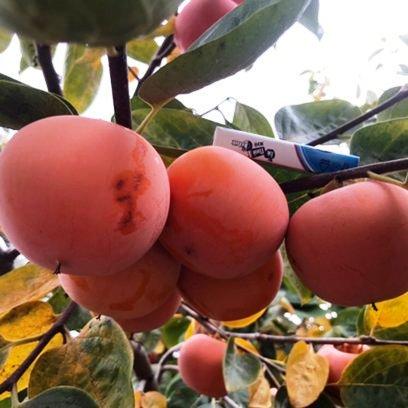 Саджанець хурми Дар Софіївки дворічна рання морозостійка самоплідна (1033845037) - фото 3 Саджанець хурми Дар Софіївки дворічна рання морозостійка самоплідна (1033845037) - фото 3