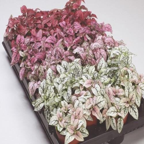 Семена цветов Гипоэстес Confetti Compact Mix Sakata 100 шт. (BN07282-3)