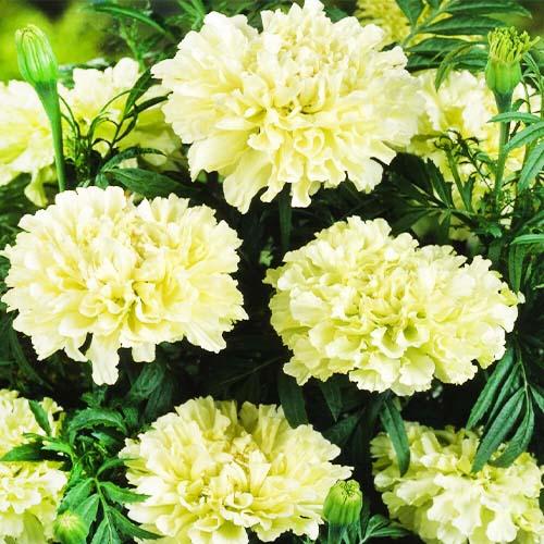 Семена Бархатцы Белый Килиманджаро Florium