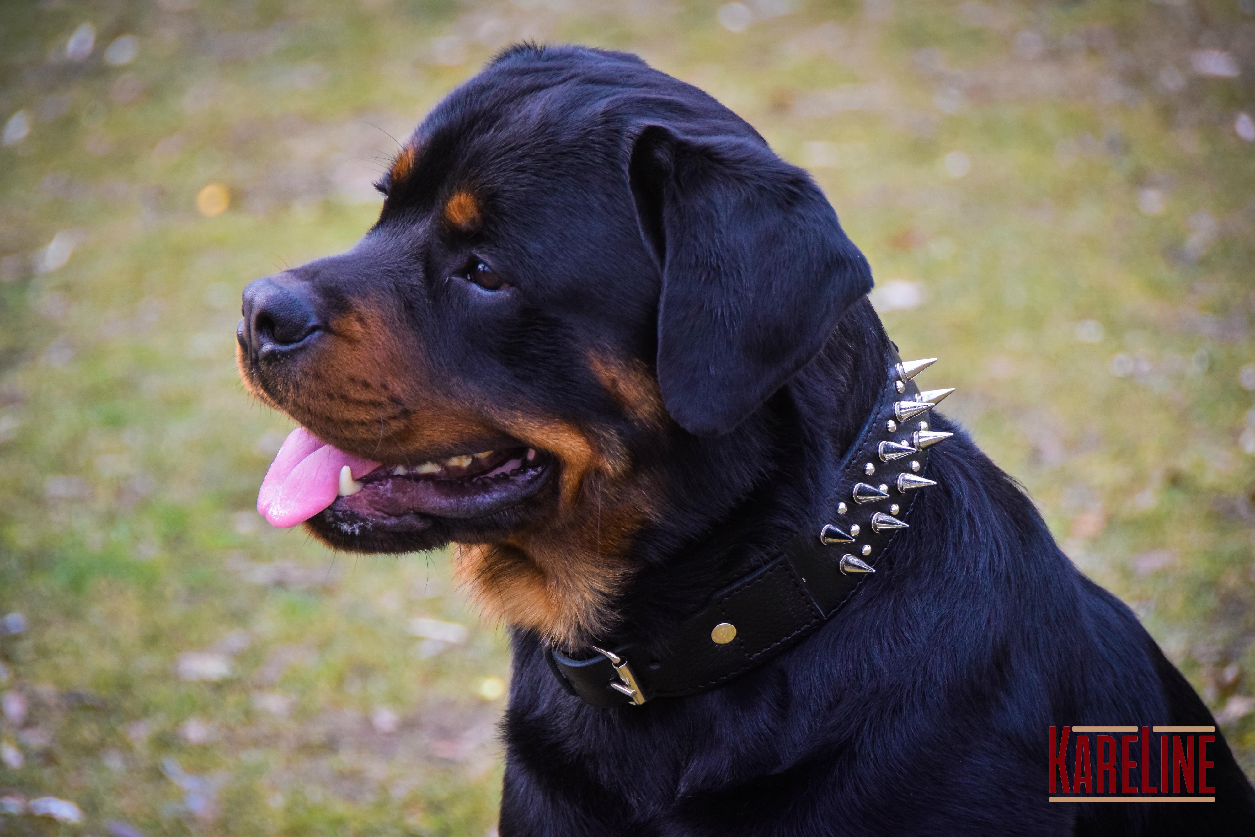 Ошейник KareLine из натуральной кожи с заклепками и шипами 50 мм 580-650 мм (1761/1) - фото 4 Ошейник KareLine из натуральной кожи с заклепками и шипами 50 мм 580-650 мм (1761/1) - фото 4