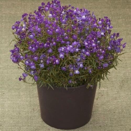 Семена цветов Линария марокканская Fantasista Blue Takii 50 шт. (BN10587-3)