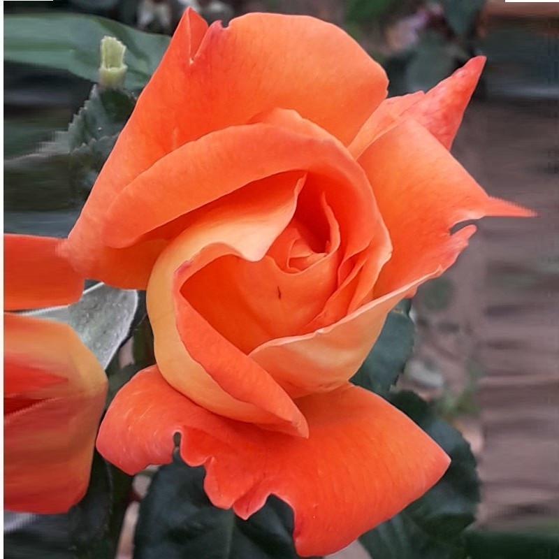 Роза Louis de Funes Чайно-гибридная в контейнере (2558767212) - фото 4