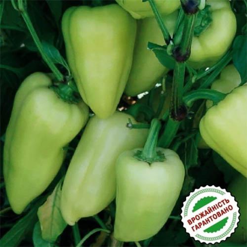 Насіння Перець Florium Лотта F1 (15904) - фото 2 Насіння Перець Florium Лотта F1 (15904) - фото 2