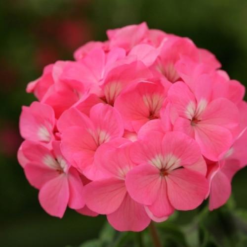 Семена цветов Floranova Пеларгония Dancer F2 Deep Rose 10 шт. (BN07750-4)