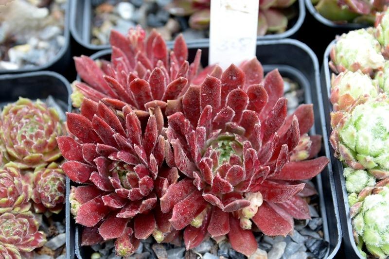 Саженец Молодило Терракота Бэби Sempervivum Terracotta Baby 3 шт.