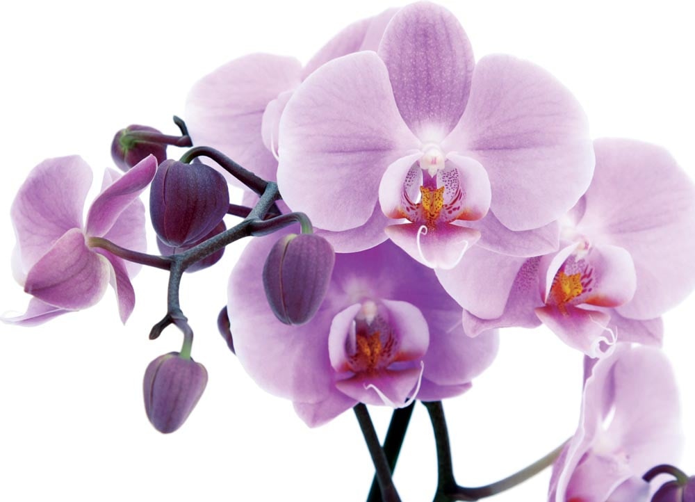 Фотообои WS Wallpaper Розовые орхидеи 360x260 см (205)