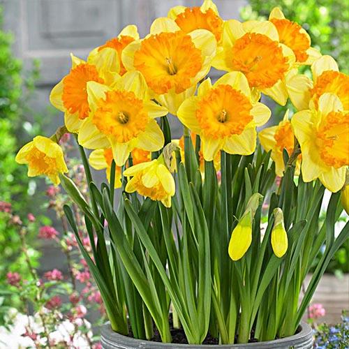 Нарцисс Florium Ferriswheel (17917) - фото 2 Нарцисс Florium Ferriswheel (17917) - фото 2