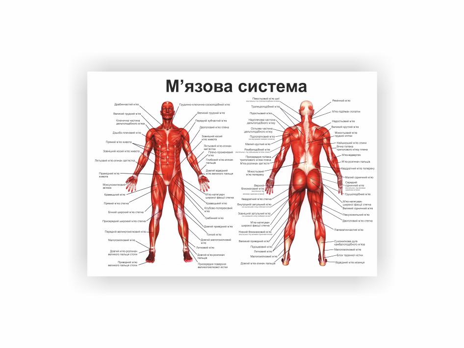 Плакат Vivay "Мышечная система" 30х40 см (25789786)