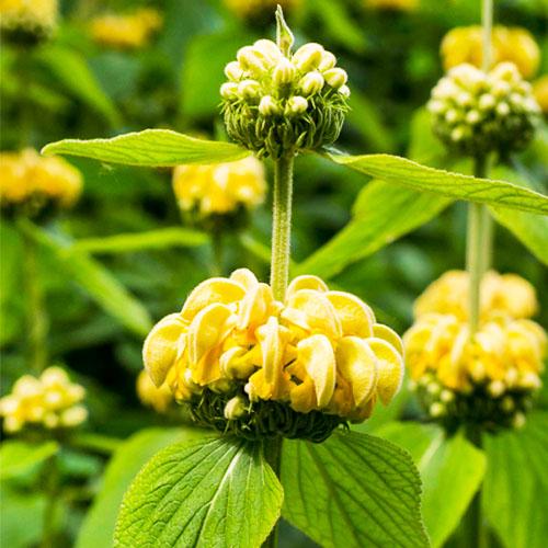 Зопник Florium Russeliana (13126)