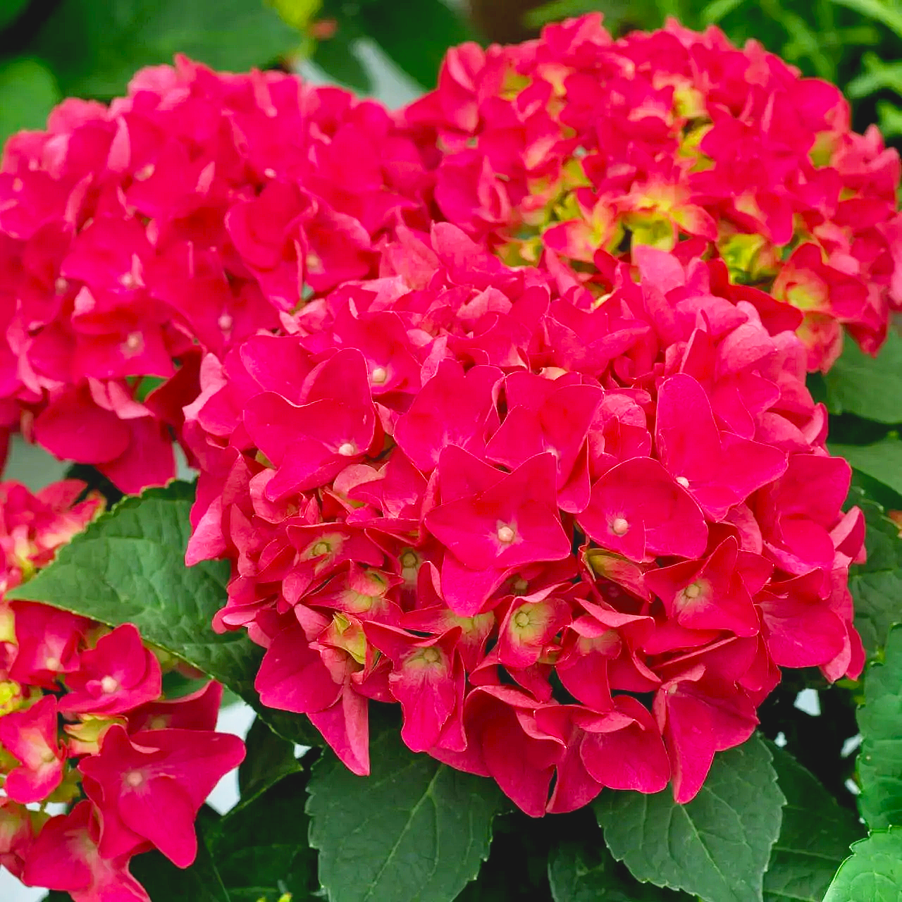 Саженец гортензии крупнолистной Hydrangea macrophylla Hot Red Р9 (1904451864) - фото 1