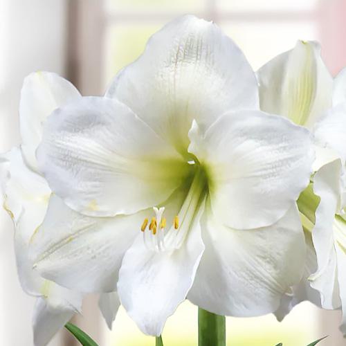 Амариллис Florium Matterhorn (4545) - фото 2 Амариллис Florium Matterhorn (4545) - фото 2