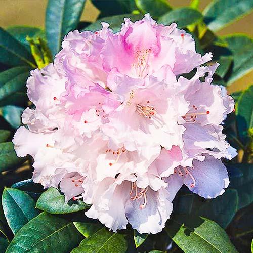 Рододендрон Florium Silberwolke (7614)