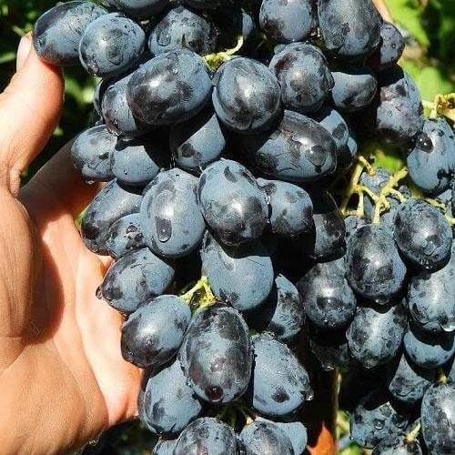 Сажанец Виноград Лорано очень ранний срок созревания (44461)