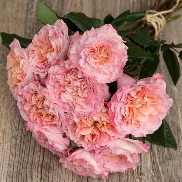 Роза Velet Augusta Luise Чайно-гибридная в контейнере (2669429310)