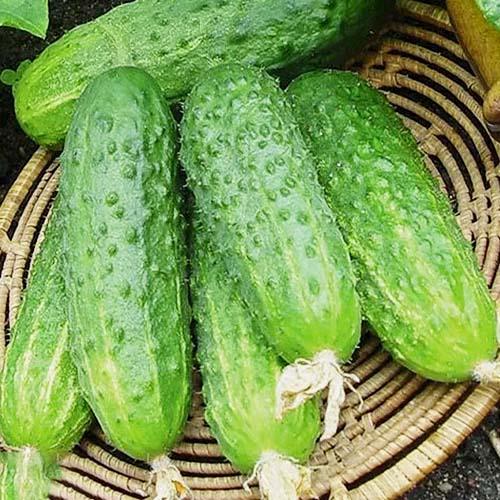 Насіння Огірок Florium Соплиця F1 (13368)