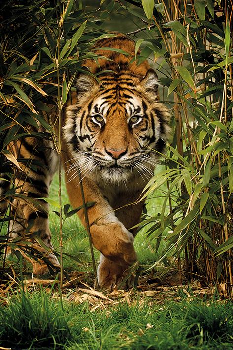 Постер плакат Тигр/Bamboo Tiger 61x91,5 см