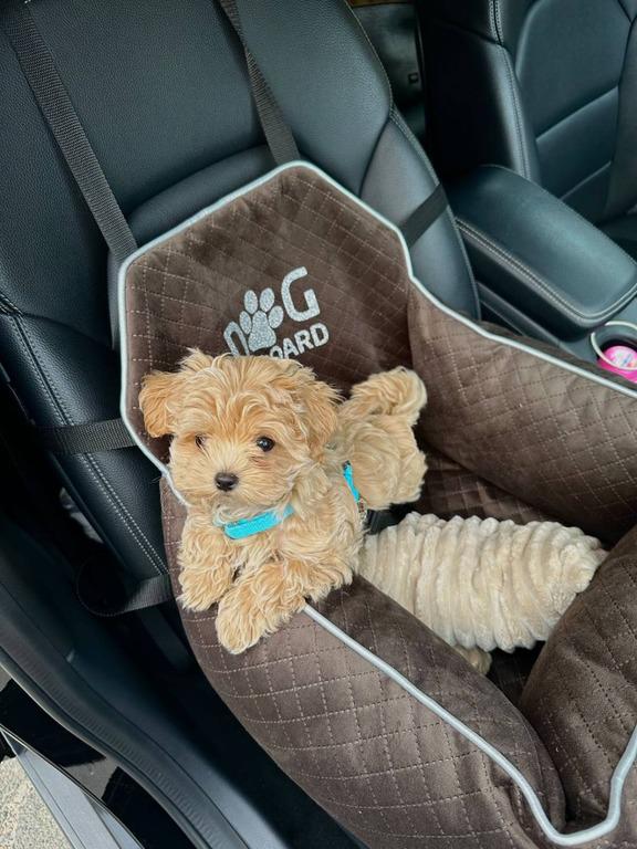 Автокрісло для собак Amore mio Cane Small до 5 кг 50х45х25 см Brown (CS-0036) - фото 2 Автокрісло для собак Amore mio Cane Small до 5 кг 50х45х25 см Brown (CS-0036) - фото 2