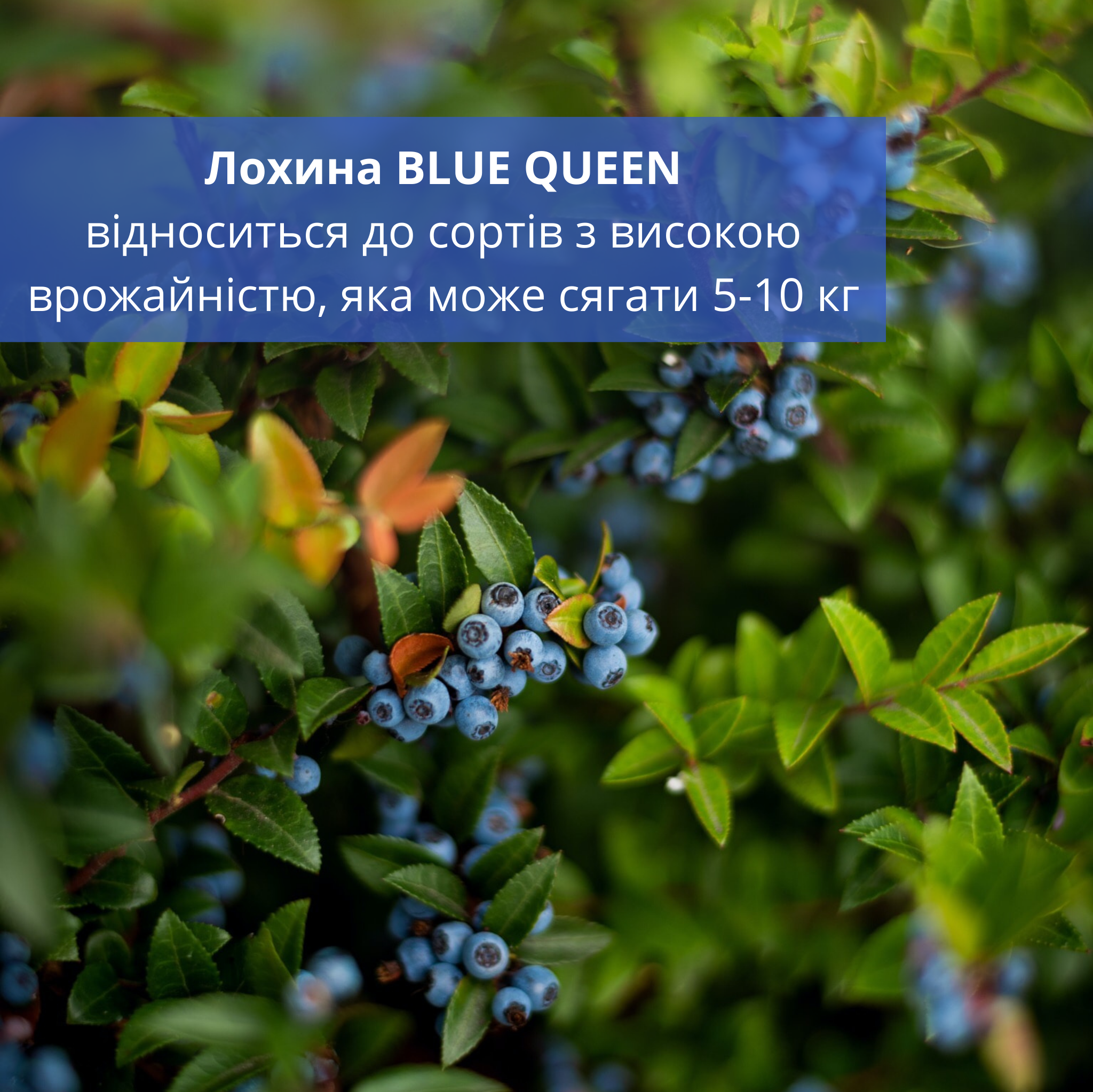 Саджанець лохини сорту Blue Queen 2 роки 45-60 см (00248-03) - фото 2