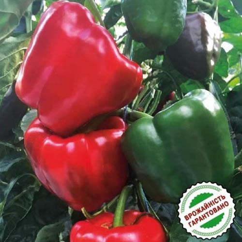 Насіння Перець Florium Прокрафт F1 (15905) - фото 2
