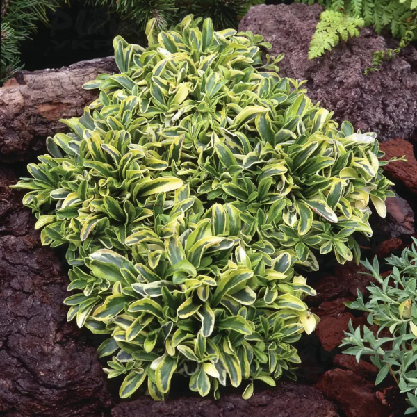 Квіти Арабіс Old Gold напівпродукт (2666650017)